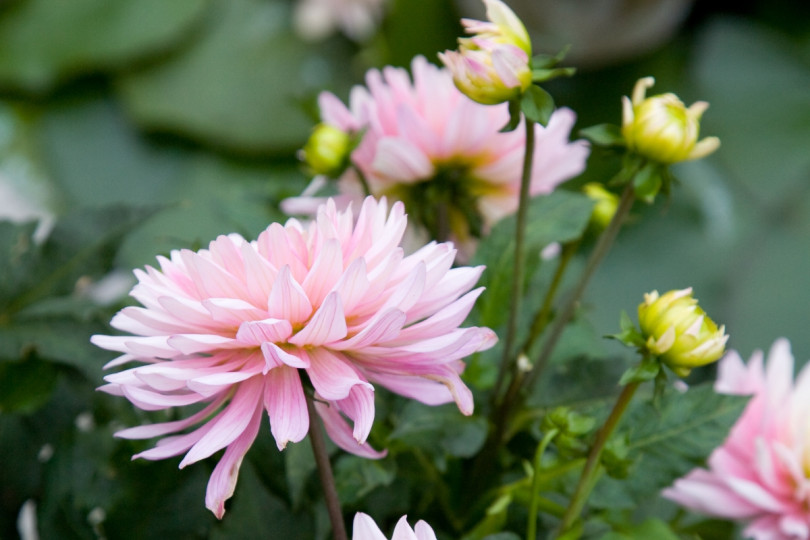 Dahlia 'Deveril'