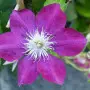 Clematis / powojnik