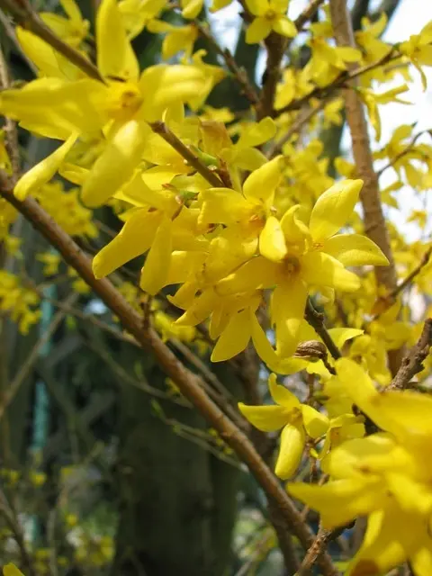 Forsythia Maluch fot. Ewa Owsianik-Łuczak APZ
