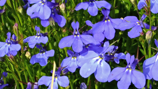 Lobelia przylądkowa