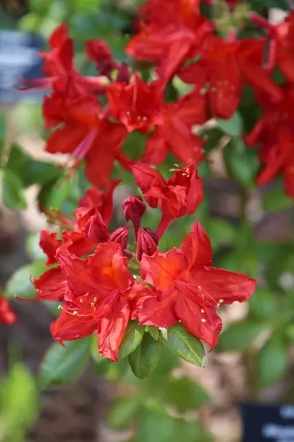 Rhododendron Doloroso Fot. FALKOWSKI