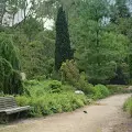 TOP 10 najpopularniejszych iglaków do ogrodu