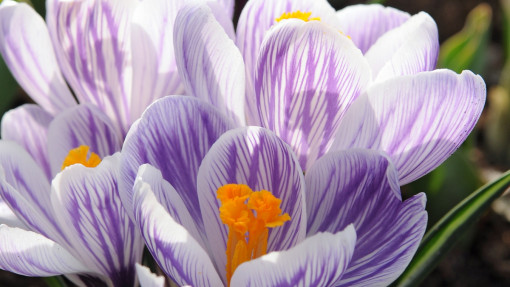 Krokus wiosenny