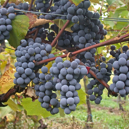 Winorośl właściwa
