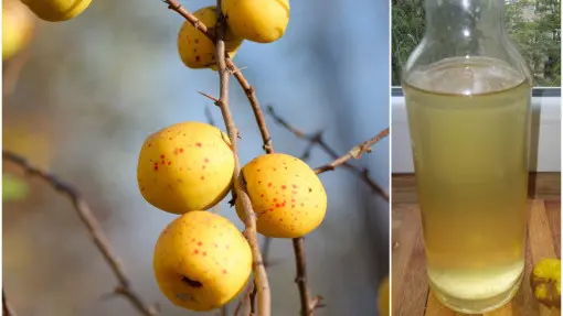 Nalewka z owoców pigwowca – ten prosty przepis warto znać!