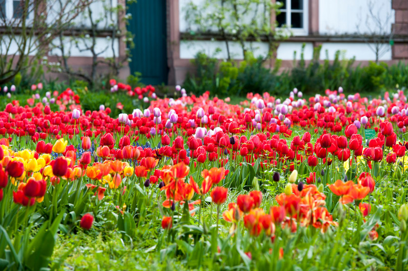 tulipany w wiosennym ogrodzie fot. iBulb
