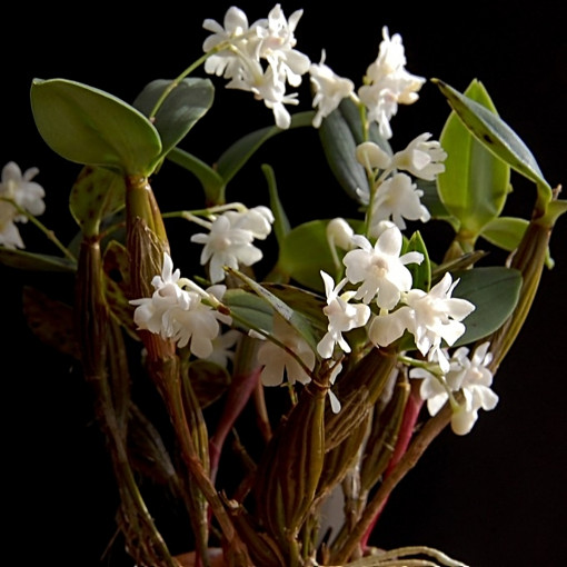 Storczyk Dendrobium