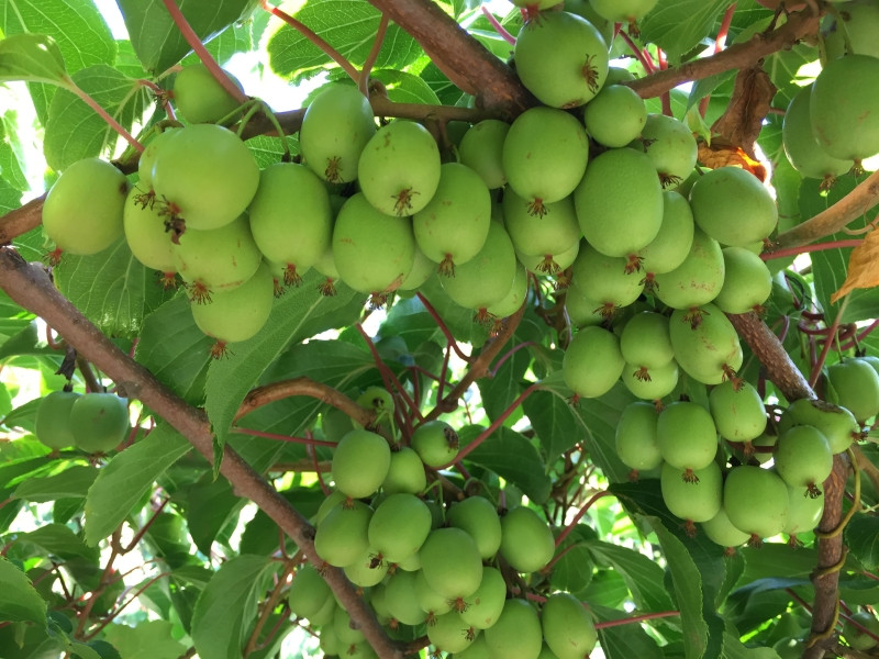 Aktinidia ostrolistna 'Bingo'