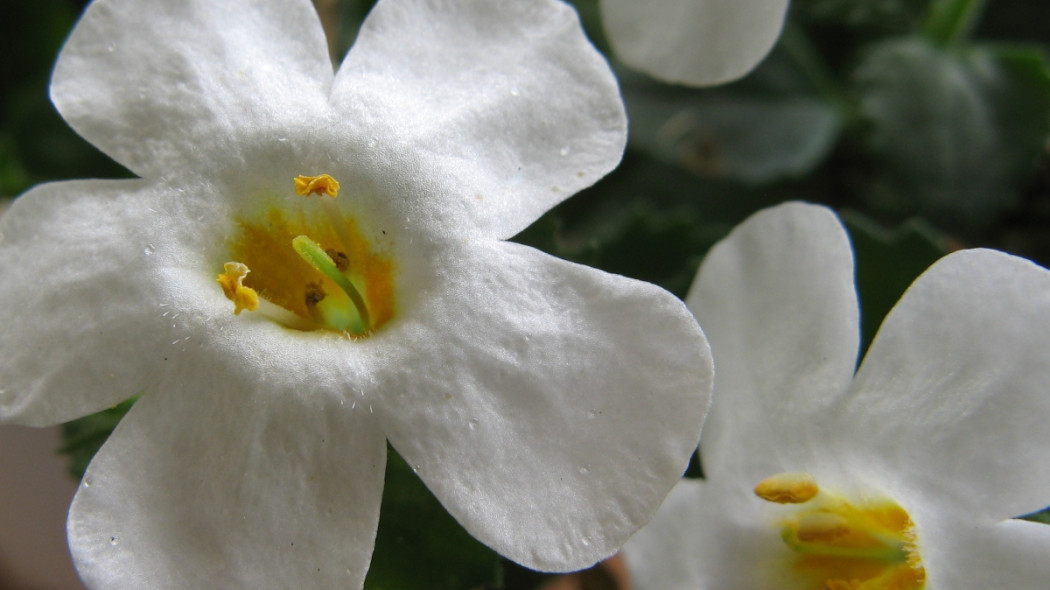 Bacopa Sutera fot. Dieter123 (CC BY-SA 4.0) - Wikimedia Commons