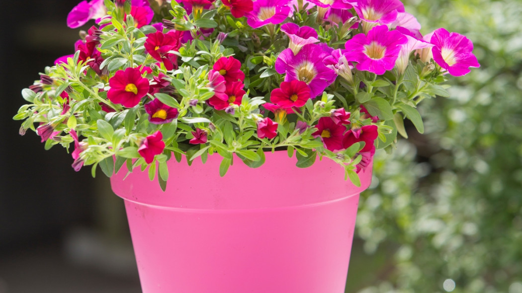 Calibrachoa fot. Floradania.dk