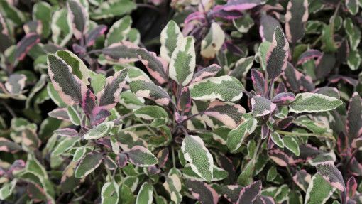Szałwia lekarska 'Tricolor'