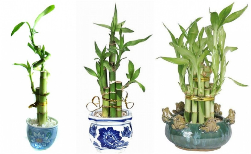 Lucky bamboos
