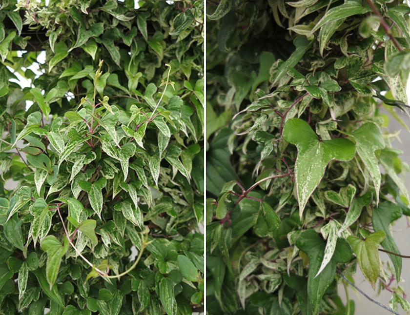 Pochrzyn chiński 'Variegata' fot. Clematis Źródło Dobrych Pnączy