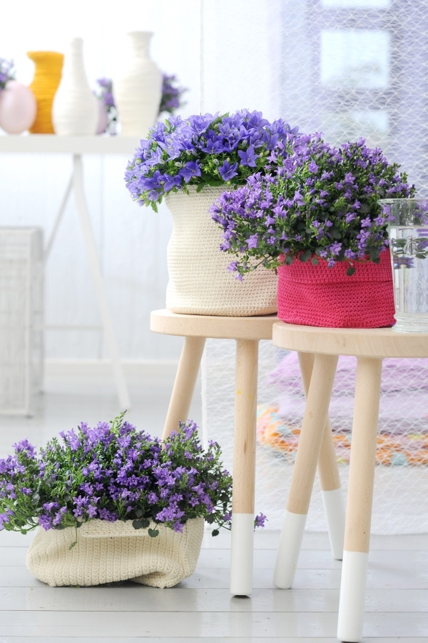Jak uprawiać dzwonki w doniczkach Flower Council Holland