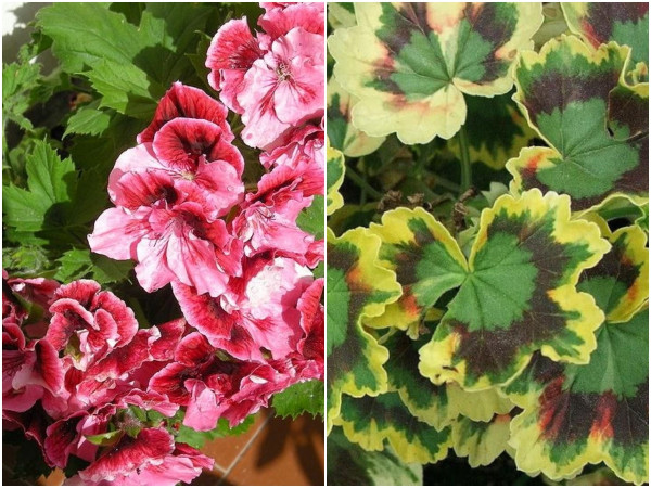 Pelargonia wielkokwiatowa i odmiana o kolorowych liściach