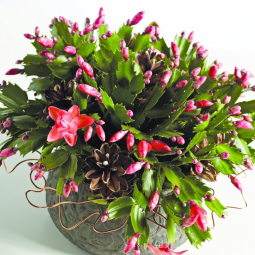 Szlumbergera zimowa / Kaktus bożonarodzeniowy / Grudnik