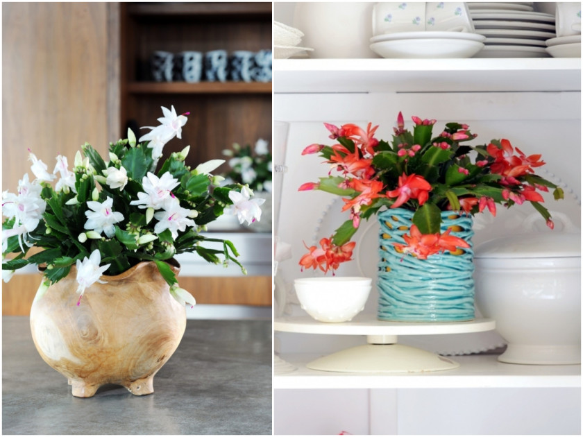 Jak uprawiać szlumbergerę w domu fot. flowercouncil.co.uk
