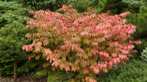 Trzmielina oskrzydlona 'Compactus'