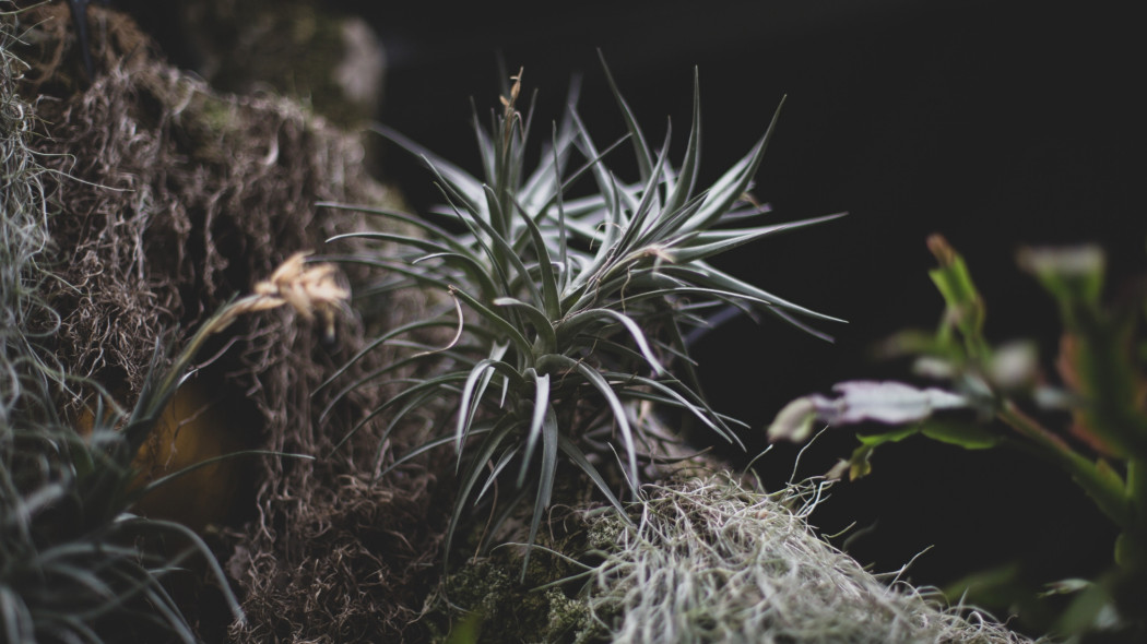 Uprawa i wymagania oplątwy, fot. Max Letek - Unsplash