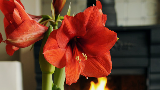 Uprawa amarylisa (zwartnicy, hippeastrum) | 5 prostych kroków do pięknych kwiatów