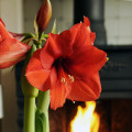 Uprawa amarylisa (zwartnicy, hippeastrum) | 5 prostych kroków do pięknych kwiatów