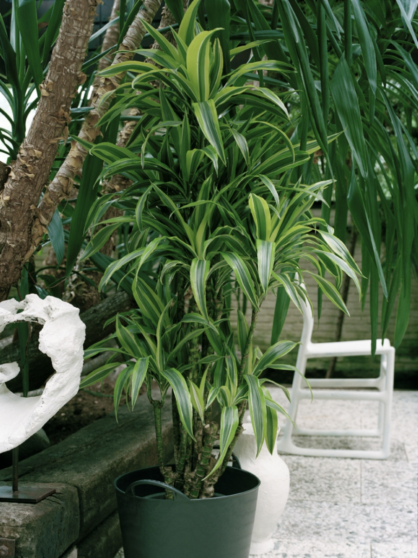 DRACEANA fragrans 'Lemon Lime'