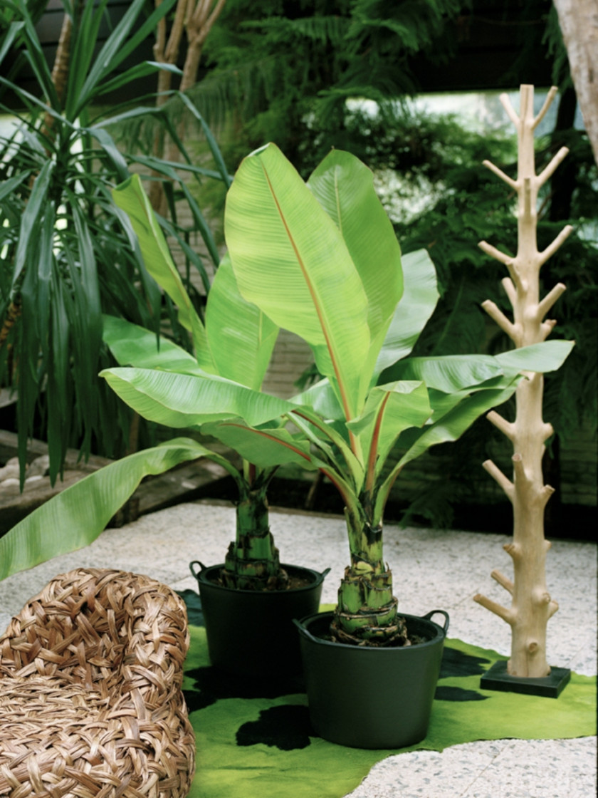 Bananowiec (Musa)