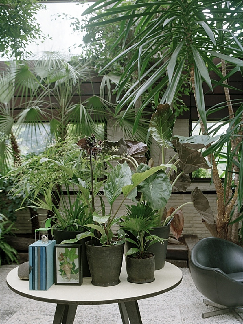 ALOCASIA, TACCA, CYPERUS, fot. Biuro Kwiatowe Holandia