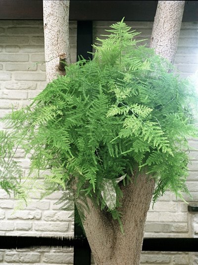 Asparagus pierzasty (Asparagus setaceus)