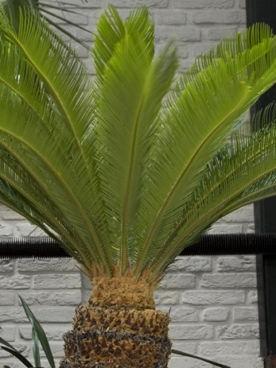 Sagowiec wygięty (Cycas revolute)