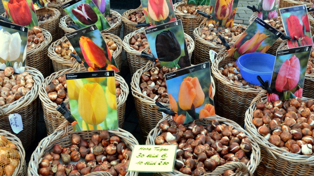 Czy cebulki tulipanów można sadzić wiosną, fot. congerdesign - Pixabay