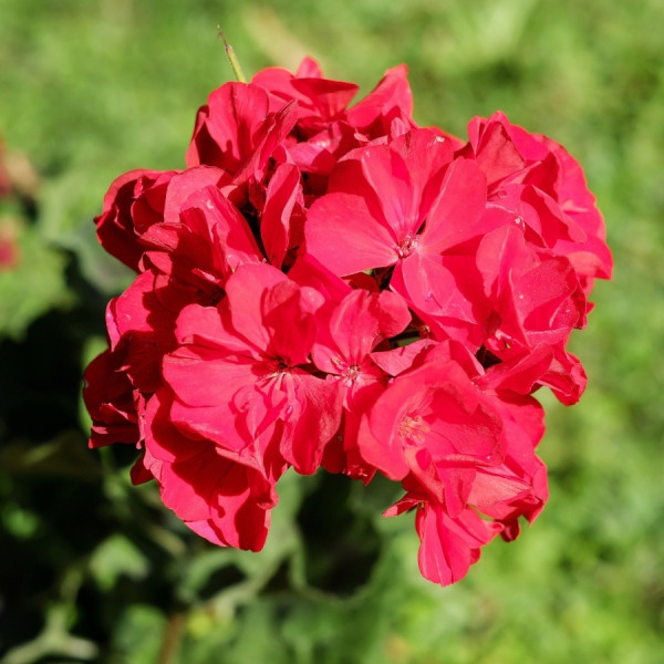 Kwiaty balkonowe - Pelargonia rabatowa, fot. Couleur - Pixabay