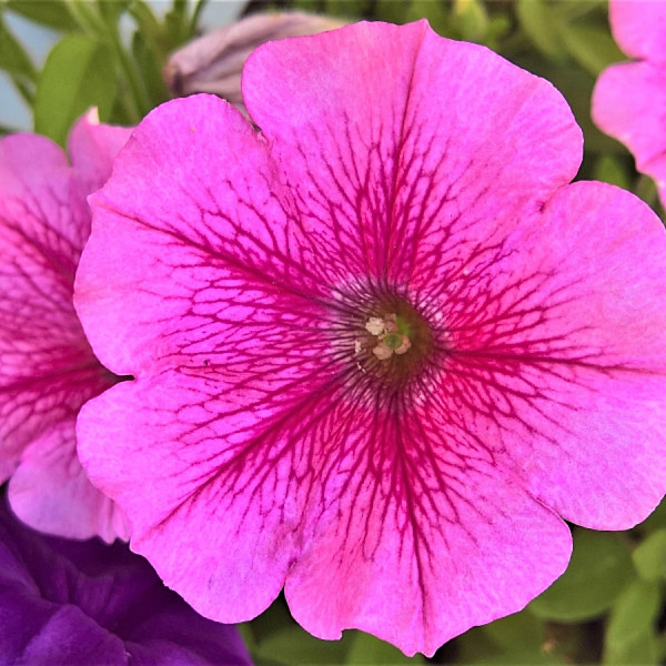 Kwiaty na rabaty - Petunia, fot. Monika Schröder - Pixabay