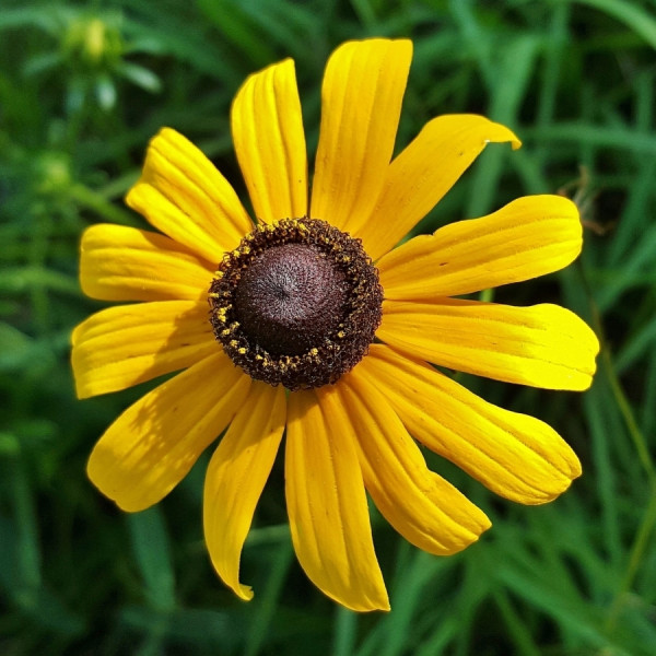 Kwiaty na rabaty - Rudbekia, fot. Brett Hondow - Pixabay