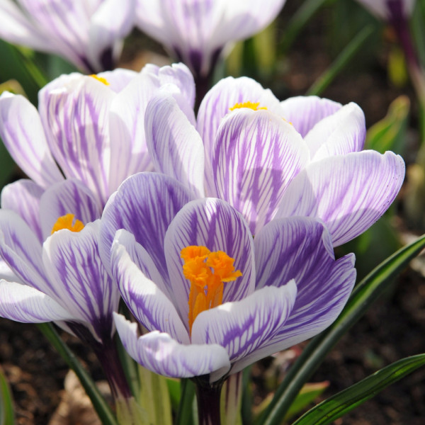 Rośliny cebulowe - Krokus wiosenny, fot. iBulb