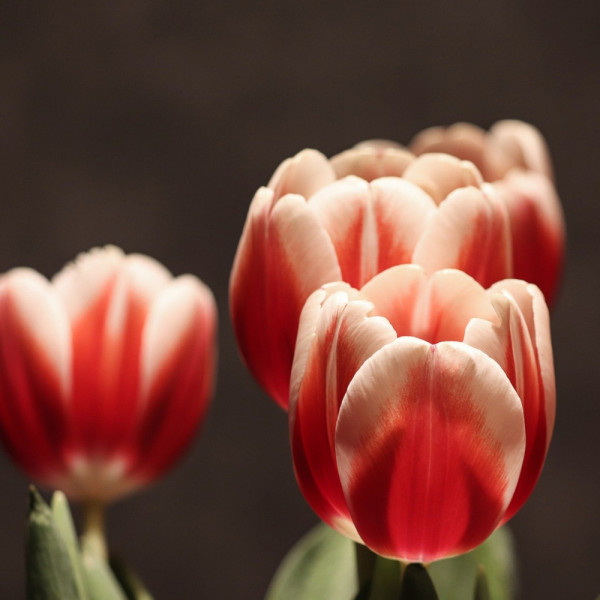 Rośliny cebulowe - Tulipan, fot. Manfred Richter - Pixabay