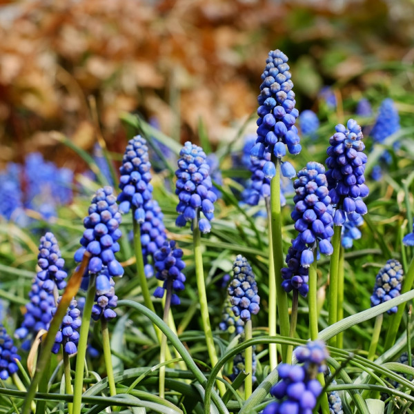 Rośliny cebulowe: Szafirki, fot. Couleur - Pixabay