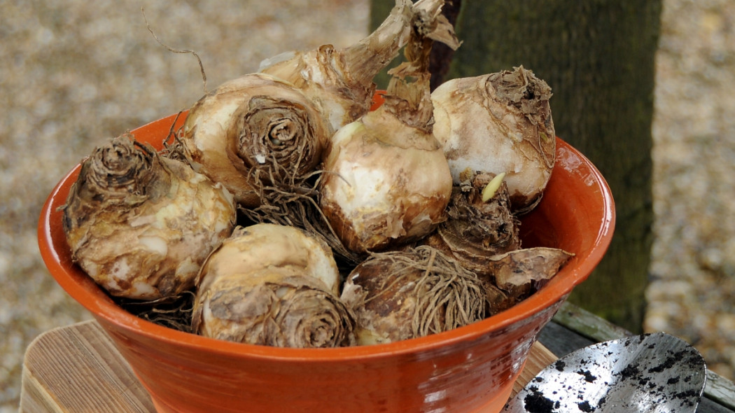 Galtonia, fot. iBulb 