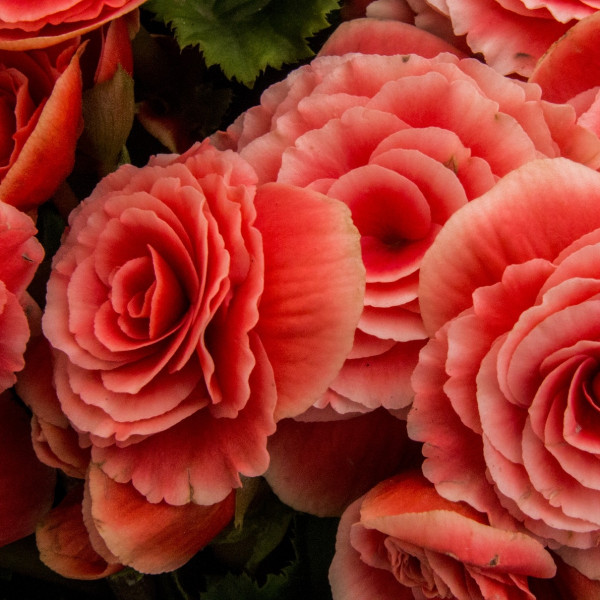 Rośliny cebulowe - Begonia bulwiasta, fot. JoaoBOliver - Pixabay