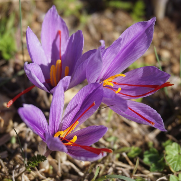 Rośliny cebulowe - Krokus jesienny (Szafran uprawny), fot. Johan Puisais - Pixabay