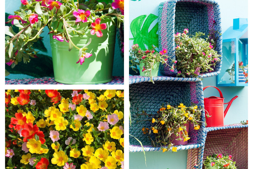 portulaka - kwiat na słoneczny balkon fot. Flower Council Holland oraz Pixabay