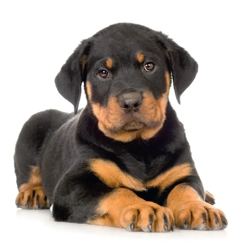 Rottweiler szczeniak, fot. dreamstime.com