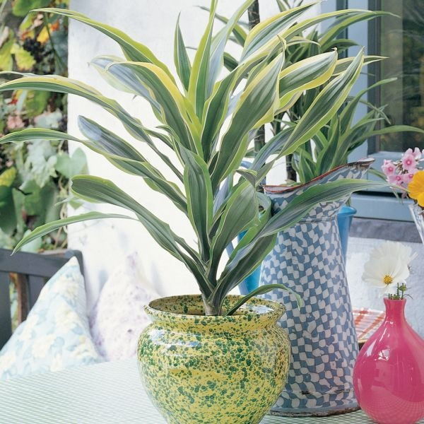 Dracena