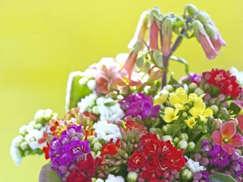Kalanchoe w domu