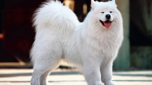 Samojed w ogrodzie | Dobre rady ekspertów