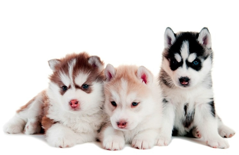 Siberian Husky - szczenięta