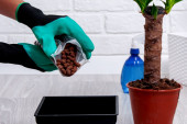 Łatwe przesadzanie roślin doniczkowych. Krok 2