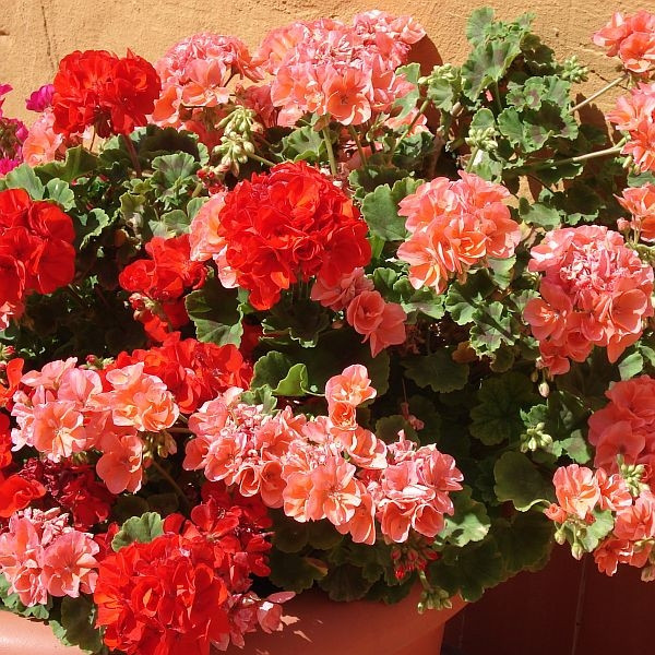 Pelargonia rabatowa