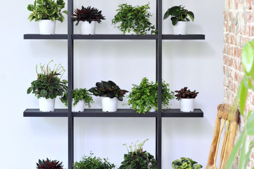 Domowa dżungla – galeria inspiracji