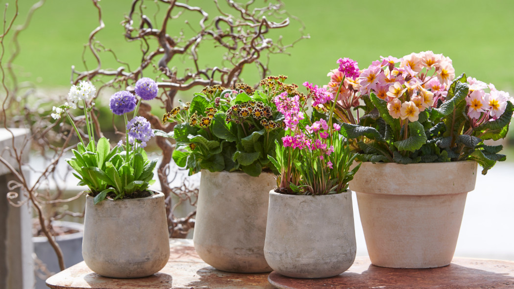 Co posadzić obok kwiatów balkonowych fot. Flower Council Holland